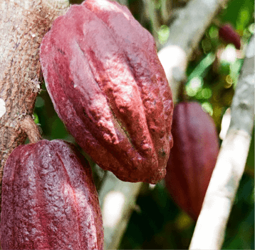 carousel_01-the-harvest-of-cocoa-pods